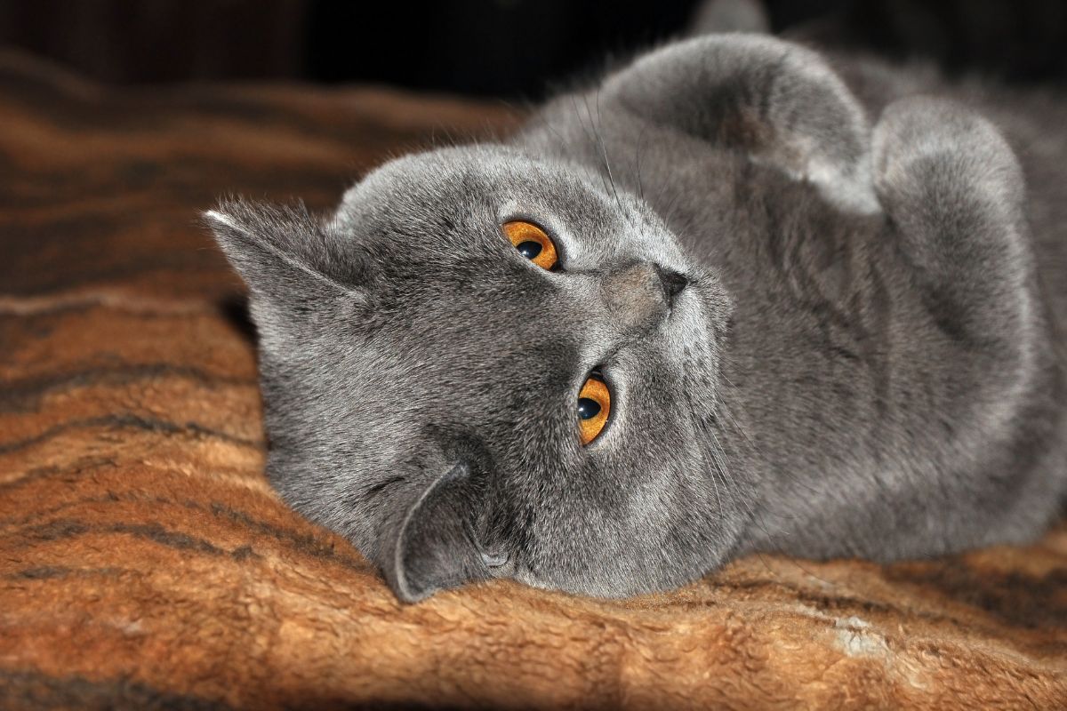 nom de chat femelle